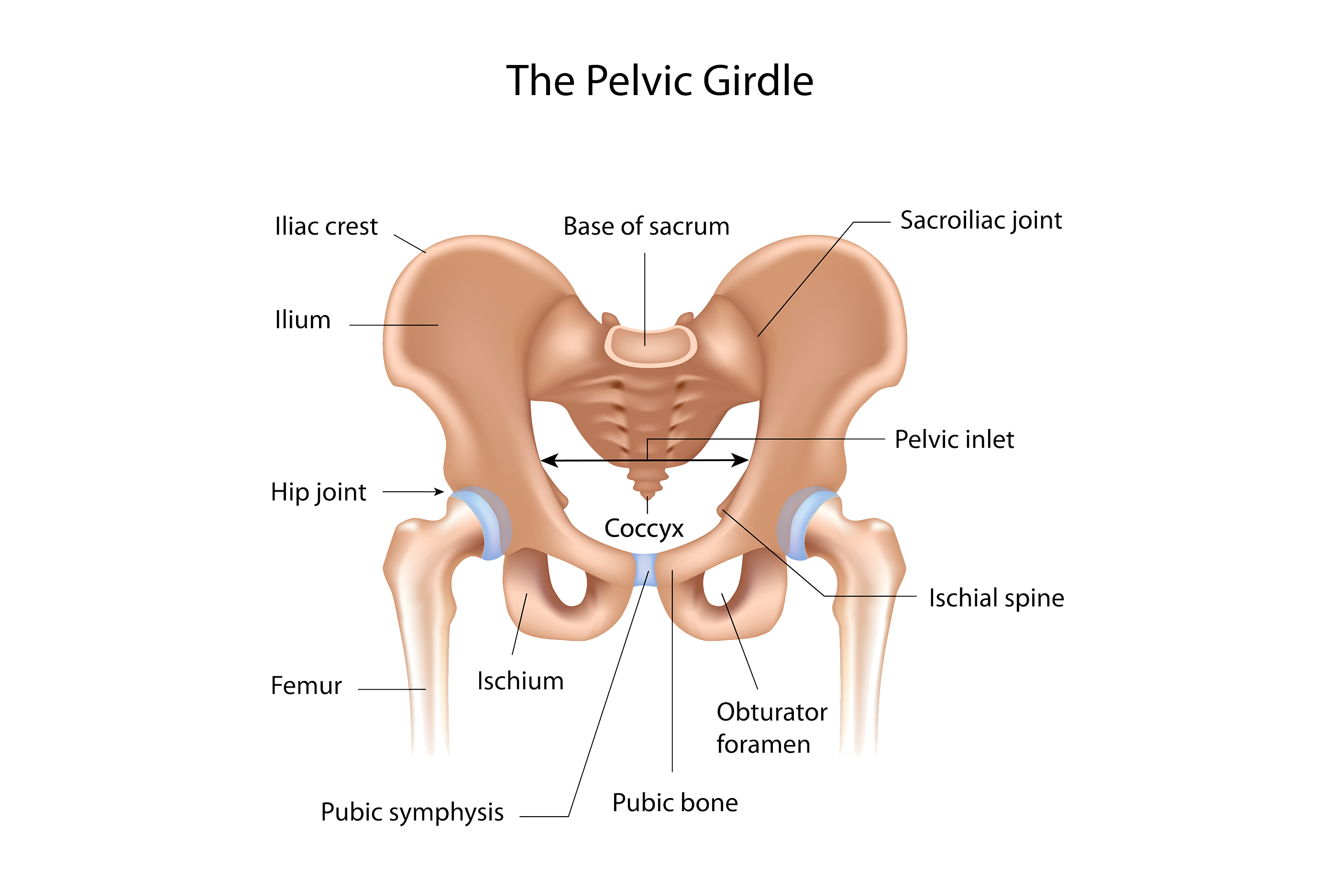 coccyx