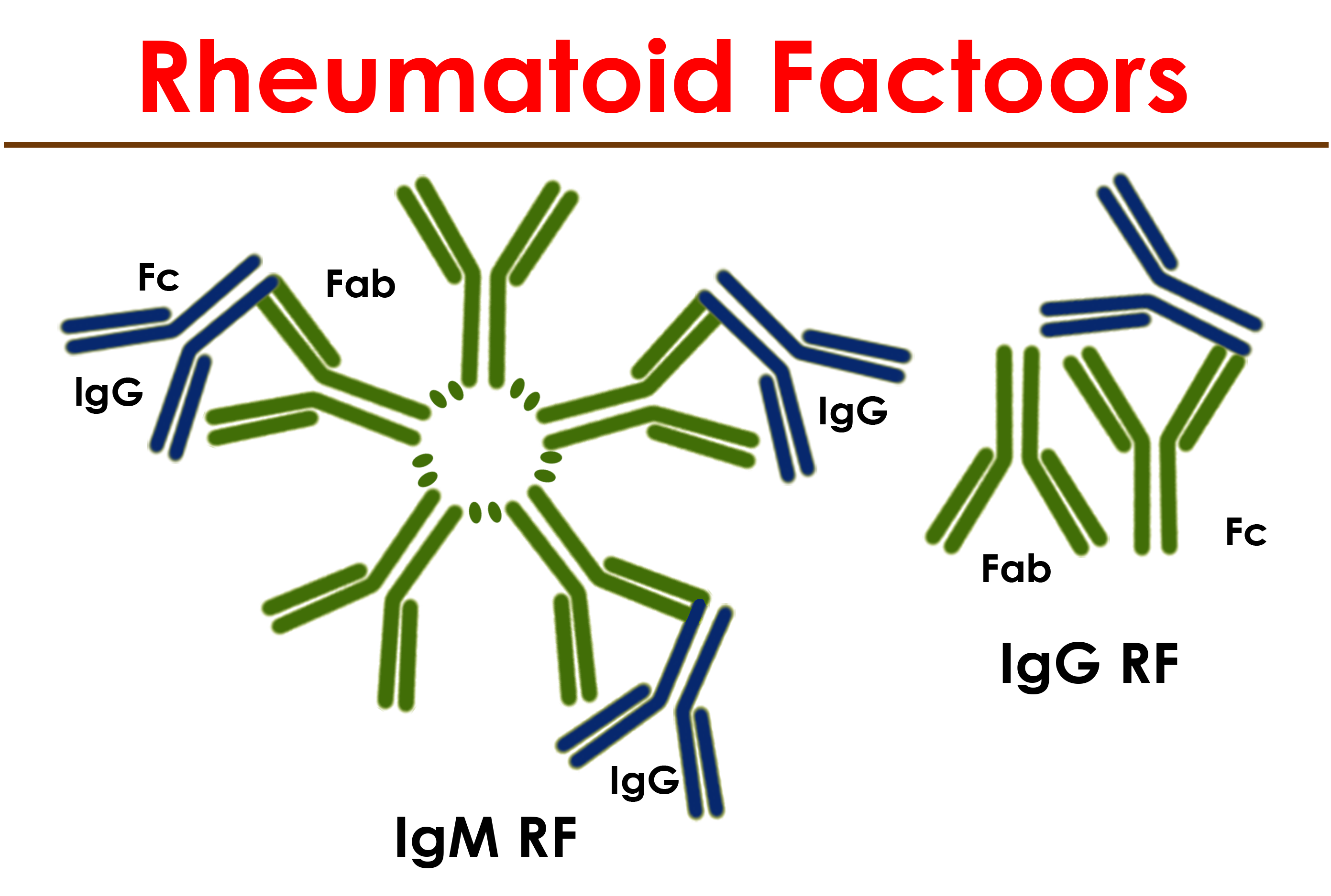 Rheumatoid Factors