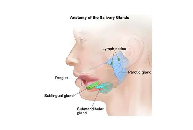 Anatomy of the Salivary Glands